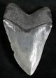 Huge, Serrated Megalodon Tooth #28161-2